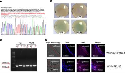 Anti-HPV16 oncoproteins siRNA therapy for cervical cancer using a novel transdermal peptide PKU12